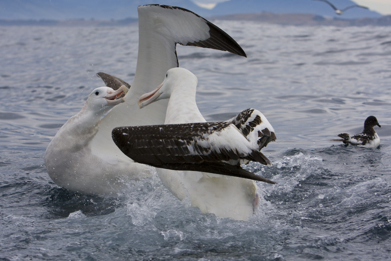 Wandering Albatross FIghting